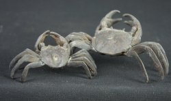 Kani garden crab 1930