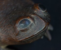 Ryuunanki Kibori frog 1880