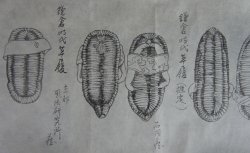 Shibata Junzou footwear 1880