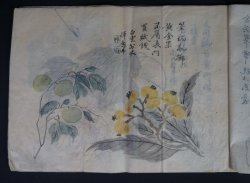 Shibata manuscript 1883