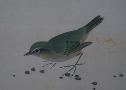 Uguisu spring bird 1970